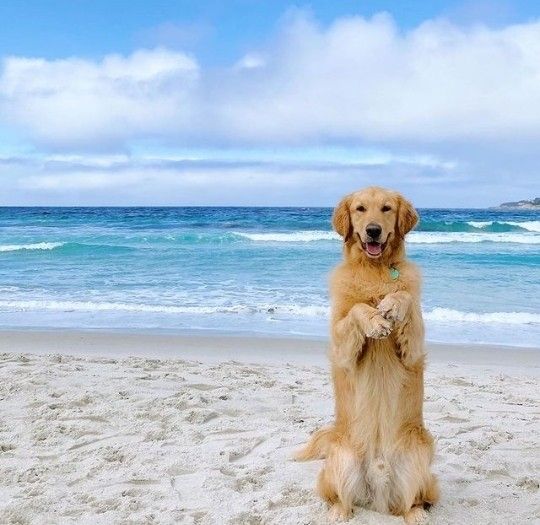 Exploring the Philippines with Your Furry Friend: Top Pet-Friendly Destinations